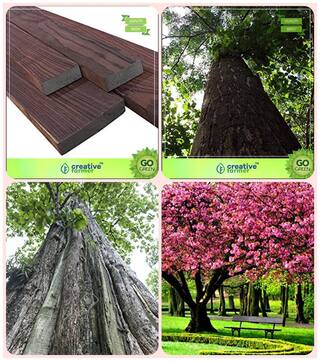 Gardening Plant Tree Seeds Indian Rosewood;Malabar Neem -Plywood Tree;Teak Seeds;Peach Combo For Home Garden Timber Species