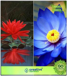 Gardening Plant Seeds For Balcony : Lotus Plant Seeds Mixed Colour Premium Kitchen Garden Plant Seeds