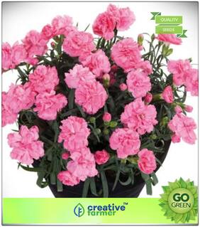 Gardening Seeds Flower : Dianthus -Clove Pink Premium Kitchen Garden Plant Seeds