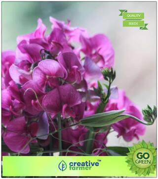 Gardening Seeds For Garden : Sweet Peas Spencer Mixed Premium Seeds Premium Kitchen Garden Plant Seeds