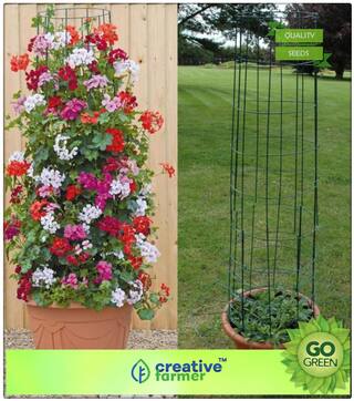 Gardening Seeds : Sweet Pea-Royal Family Mix Premium Kitchen Garden Plant Seeds