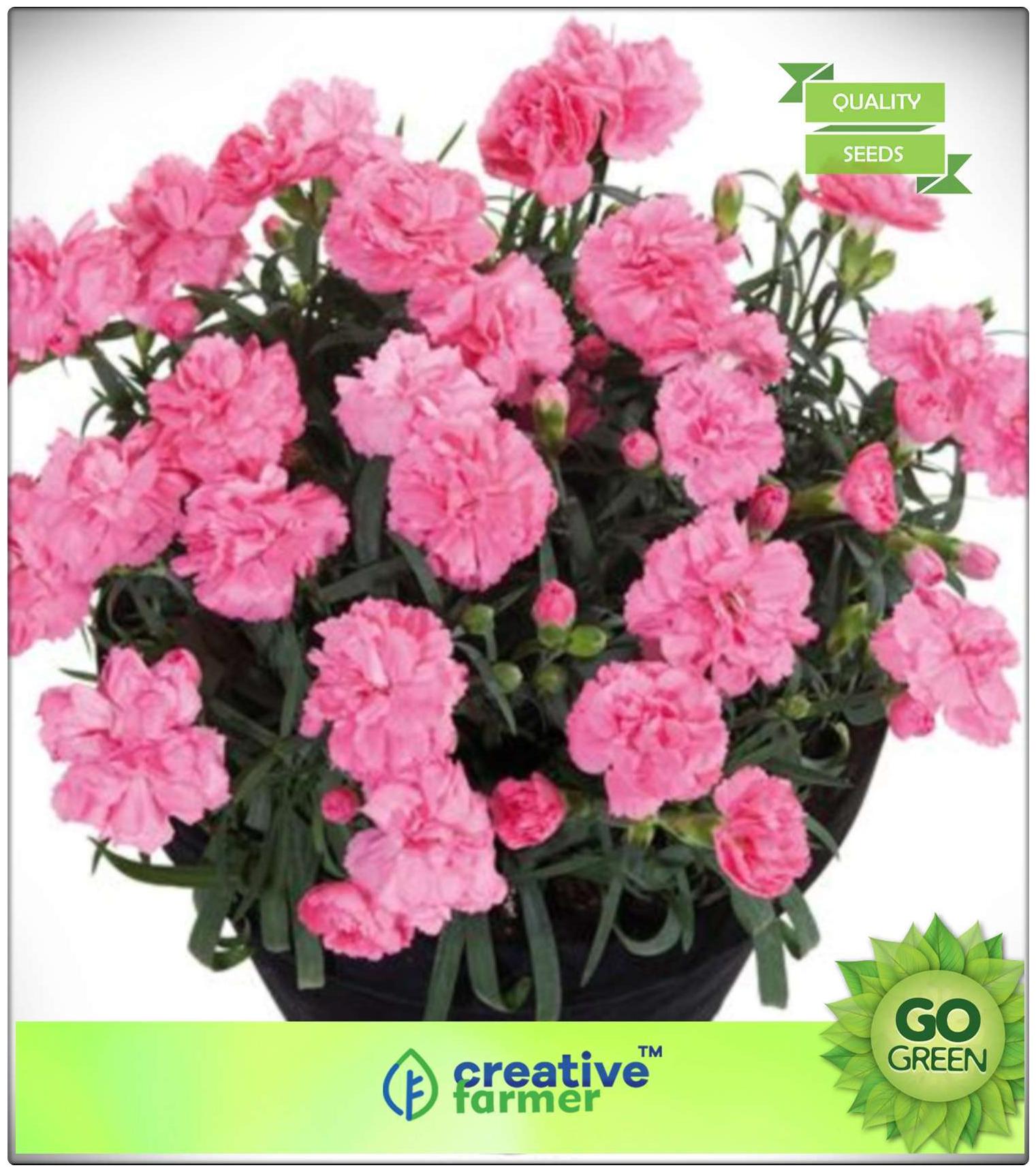 https://assetscdn1.paytm.com/images/catalog/product/H/HO/HOMGARDENING-SECREA8874771AACDBD/1563113604357_0..jpg