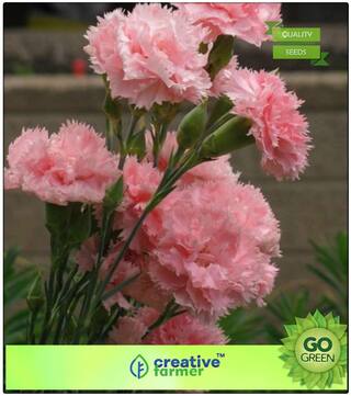 Gardening Seeds Flower Summer : Dianthus Flower Seeds Premium Kitchen Garden Plant Seeds