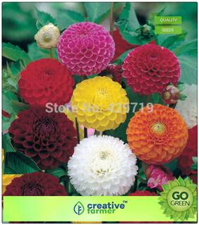 Gardening Seeds For Summer : Dahlia Plant Seeds Mix Pompon Mixed Premium Kitchen Garden Plant Seeds