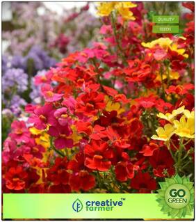 Gardening Seeds And Plants : Brightly Colored Annual Nemesia Premium Kitchen Garden Plant Seeds
