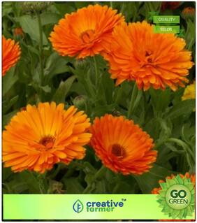 Gardening Seeds : Calendula Glittering Orange Premium Kitchen Garden Plant Seeds