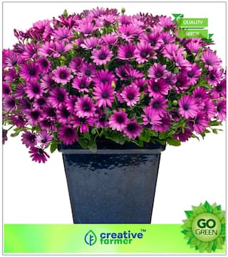 Gardening Seeds : Deep Purple African Daisy Hybrida Mix Premium Kitchen Garden Plant Seeds
