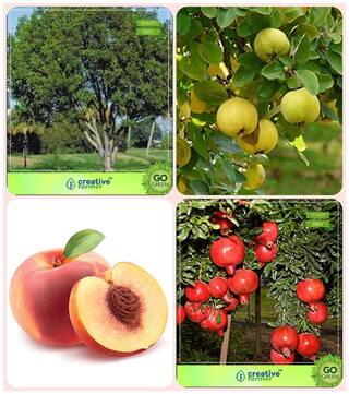 Gardening Tree Seeds For Garden Mahogany;Aegle Marmelos;Peach;Pomagranate Nana Combo For Home Garden Timber Species