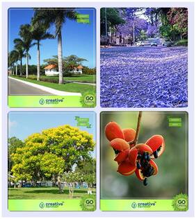Gardening Tree Seeds For Garden Bottle Palm;Jacaranda Blue;Peltophorum;Sterculia Guttata Combo For Home Garden Ornamental Palm Tree