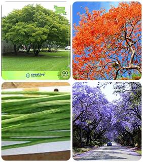 Gardening Tree Seeds Albizia Lebbeck;Gulmohar;Drumstick;Jacaranda Blue Combo For Home Garden Shade Tree
