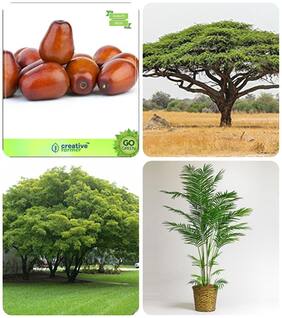 Gardening Tree Seeds For Garden Plum;Acacia Senegal;Albizia Lebbeck;Areca Palm Combo For Home Garden Fruit Seeds