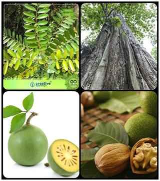 Gardening Tree Seeds Simarouba Glauca(Paradise-Tree);Teak Seeds;Aegle Marmelos;Wallnut Combo For Home Garden Herbal Medicinal Tree/Plant