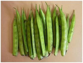 Gavar;Guwar;Or Guvar Bean Seeds Kitchen Garden Pack by Creative Farmer