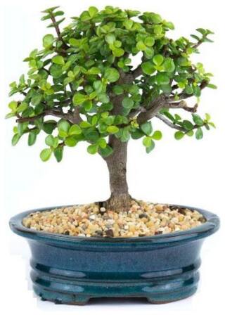 Buy Getflix Bonsai Jade Plant Good Luck Plant 2 Year Old Online At Low Prices In India Paytmmall Com
