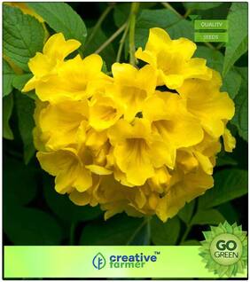 Ginger-Thomas Winter Flower Seeds For Home Garden Flowering Plant Seeds Premium Kitchen Garden Plant Seeds