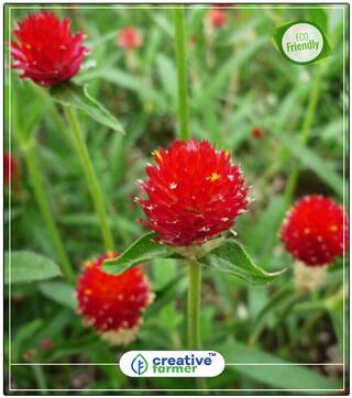 Gomphrena Globosa - Shrub (Herbaceous) Flower Seed Combo Pack Perfect Home Garden Plant Seeds