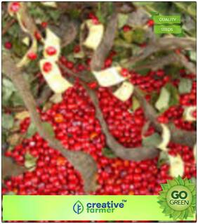 Good Luck Plants Spreading Canopy Red Sandalwood Seeds For Farming Premium Kitchen Garden Plant Seeds