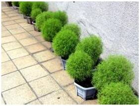 Grass For Lawn Border Kochia Scoparia Burning Bush Mexican Fireweed Shrub Long Growing Season 100 Seeds