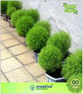 Grass Seeds : Kochia Scoparia Burning Bush Mexican Fireweed Shrub Premium Kitchen Garden Plant Seeds