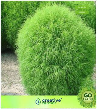 Grass Seeds : Bassia Scoparia - Grass Seeds Premium Kitchen Garden Plant Seeds
