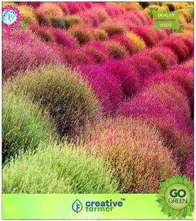 Grass Seeds : Kochia Burning Bush Red Premium Kitchen Garden Plant Seeds