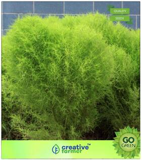Grass Seeds : Annual Herb Kochia Green Burning Bush Premium Kitchen Garden Plant Seeds