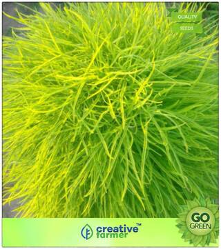 Grass Seeds : Kochia Scoparia For Container Gardens Premium Kitchen Garden Plant Seeds