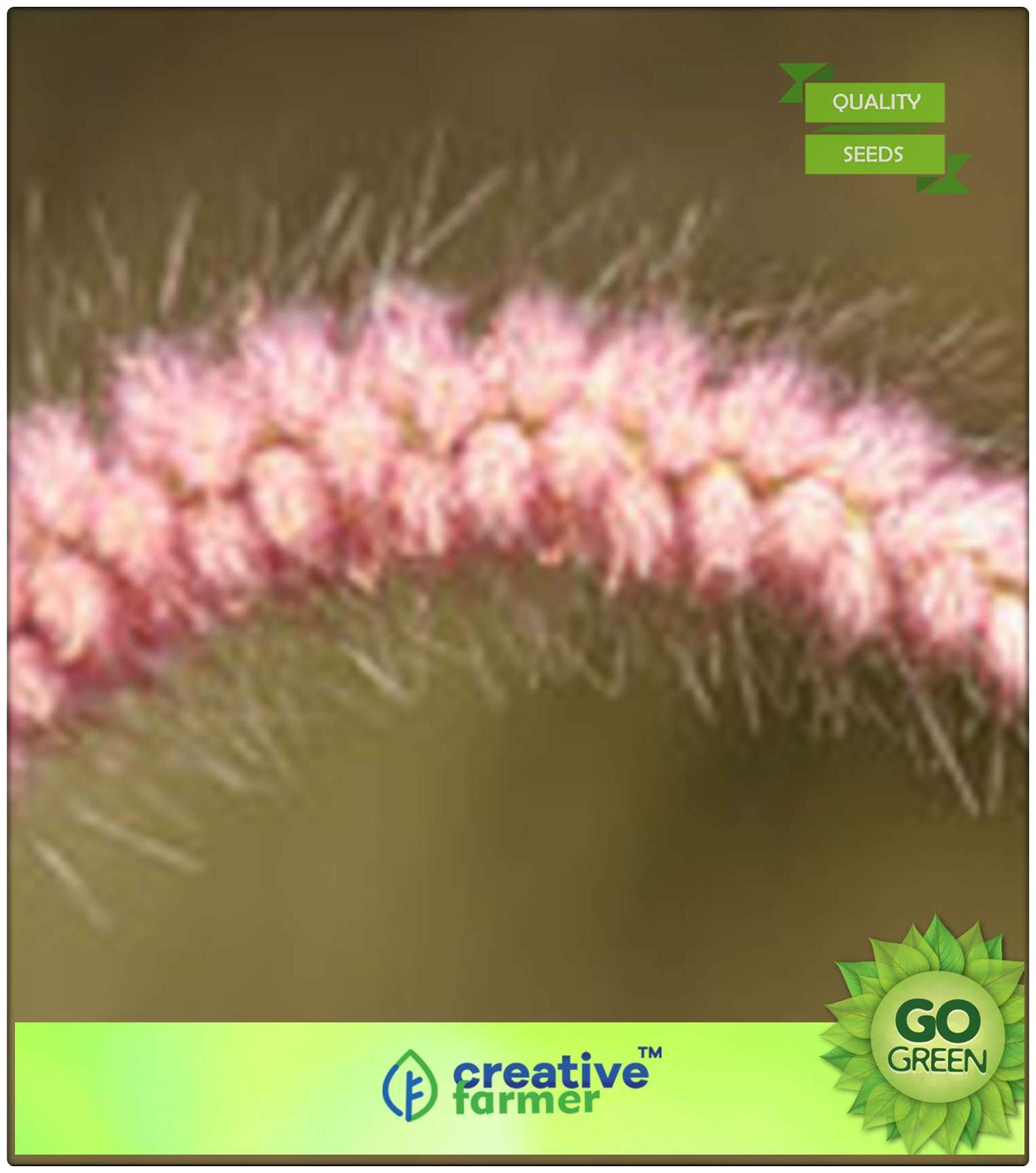 https://assetscdn1.paytm.com/images/catalog/product/H/HO/HOMGRASS-SEEDS-CREA88747454AF8FC/1563112803730_0..jpg