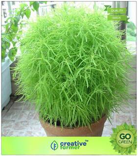 Grass Seeds : Mock Cypress - Grass Seeds Premium Kitchen Garden Plant Seeds