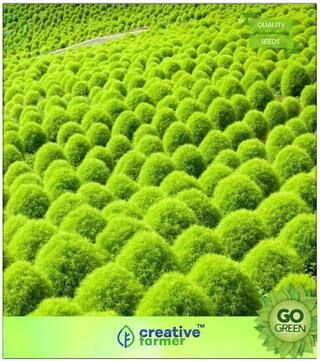Grass Seeds : Kochia Burning Bush Premium Kitchen Garden Plant Seeds