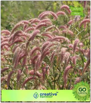 Grass Seeds Desho- Year Round Fodder. Grass Seedsfor A Putting Green Premium Kitchen Garden Plant Seeds
