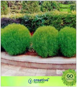 Grass Seeds : Kochia Plant Seeds Premium Kitchen Garden Plant Seeds