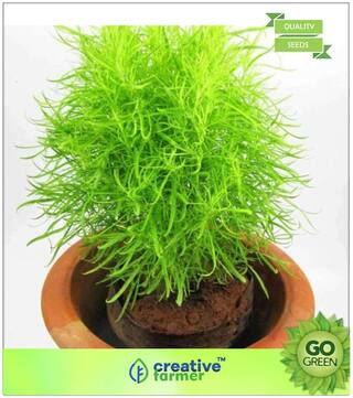 Grass Seeds : Broom Kochia Premium Kitchen Garden Plant Seeds