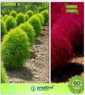 Grass Seeds : Broom Cypress - Grass Seeds Premium Kitchen Garden Plant Seeds