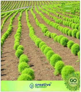 Grass Seeds : Fire Bush - Grass Seeds Premium Kitchen Garden Plant Seeds