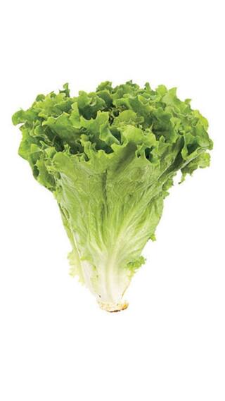 Green Lettuce Super Advanced Seeds