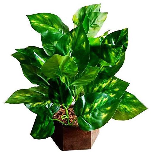 

Green Plant Indoor Artificial Money Plant Bonsai