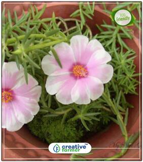 Gul Dopheri Summer Plant Seeds Kit Perfect Home Garden Plant Seeds