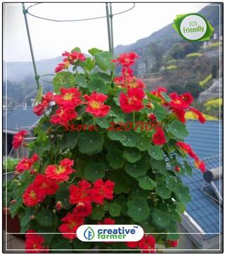 Hanging Baskets Plants Seeds Nasturium Pot Planting Flower Seeds Perfect Home Garden Plant Seeds