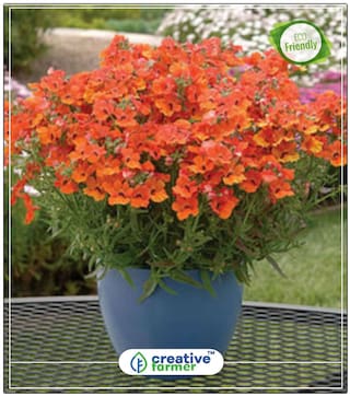 Hanging Nemesia Plant For Balcony Perfect Home Garden Plant Seeds