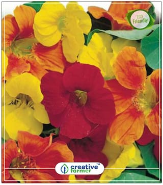 Happy Little Flowers Summer Flower Seeds For Pots Perfect Home Garden Plant Seeds