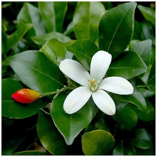 Hedge Plant Seeds : Highly Fragrant Cream Colored Flowers Kamini Flower Jasmine Flower Seeds - 10 Seeds by Creative Farmer