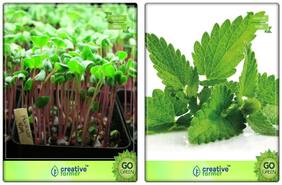 Herb Combo Packet Cress Common;Lemon Balm Herb Seeds Combo Pack