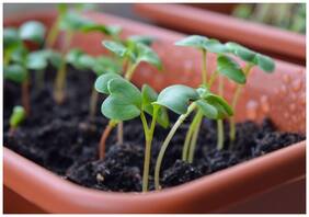 Herb Heirloom - Cress Seeds - Adalvitulu;Adeli;Aditya Kitchen Garden Pack by Creative Farmer