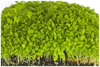 Herb Plant For Home Decor Microgreens Celery Leaf Herb Plants Seeds