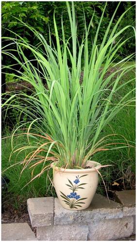 Herb Plant Seeds For Balcony Lemon Grass - West Indian Lemon Grass Plant Seeds 20 Seeds