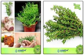 Herb Plant Seeds Rosemary;Thyme English Winter Herb Seeds Combo Pack