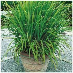 Herb Plant Seeds Lemon Grass - Citronella Grass Herb Plants For Home Garden Seeds