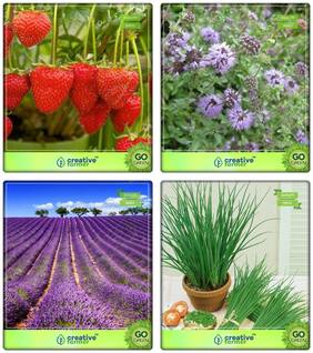 Herb Plant Seeds Alpine Strawberry;Penny Royal;Lavender;Garlic Chives Herb Seeds Combo Pack