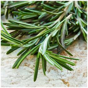 Herb Plants Seeds - Compass-Weed - Rosemary Seeds Kitchen Garden Pack by Creative Farmer